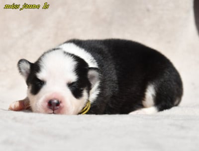 Laika de iakoutie