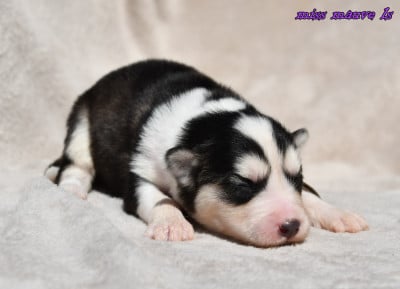 CHIOT 2 - Laika de iakoutie