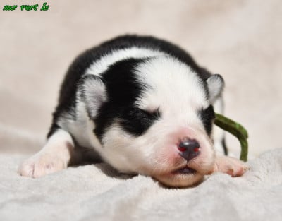 CHIOT 4 - Laika de iakoutie