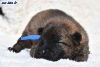 Les chiots de Eurasier