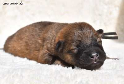 Les chiots de Eurasier