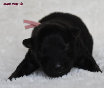 Les chiots de Eurasier