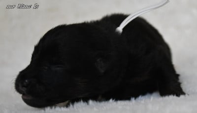 Les chiots de Eurasier