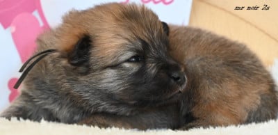 Les chiots de Eurasier