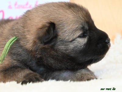 Les chiots de Eurasier