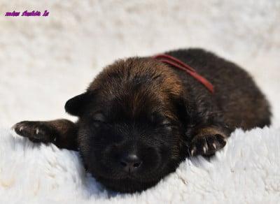 Les chiots de Eurasier