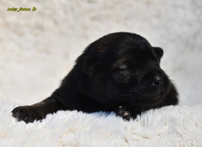 Les chiots de Eurasier