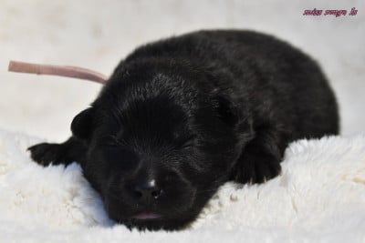 Les chiots de Eurasier