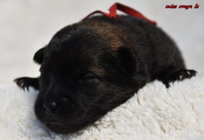 Les chiots de Eurasier