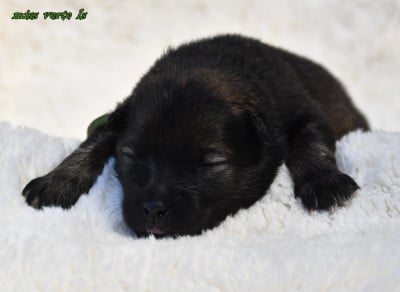 Les chiots de Eurasier