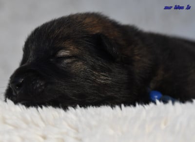 Les chiots de Eurasier