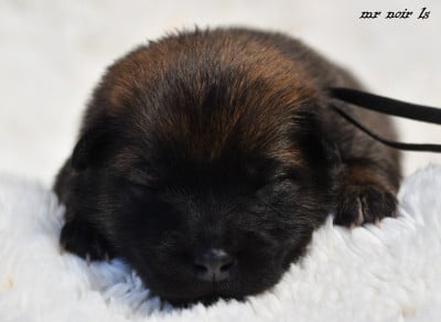Les chiots de Eurasier