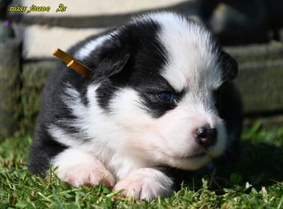 Les chiots de Laika de iakoutie
