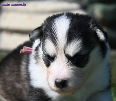 Les chiots de Laika de iakoutie