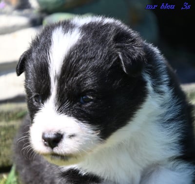 Les chiots de Laika de iakoutie