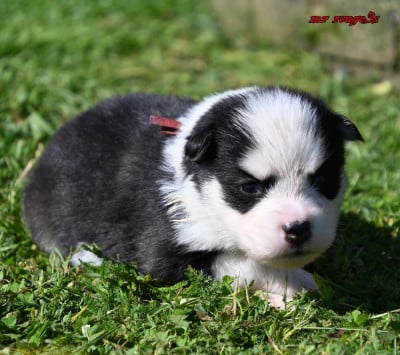 Les chiots de Laika de iakoutie