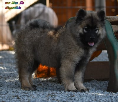 Les chiots de Eurasier