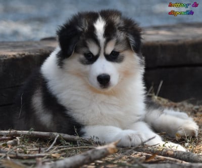 Les chiots de Laika de iakoutie