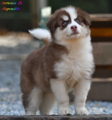 Les chiots de Laika de iakoutie