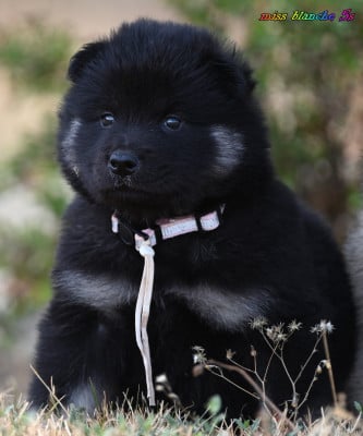 Les chiots de Eurasier