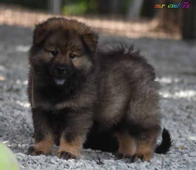 Les chiots de Eurasier