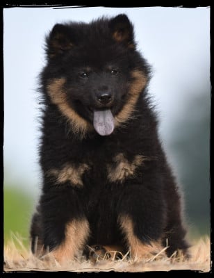 Eurasier