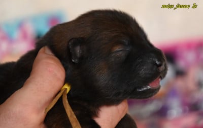 Les chiots de Eurasier