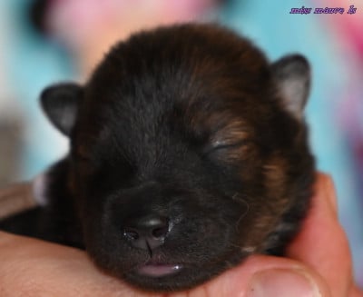 Les chiots de Eurasier