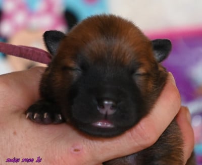 Les chiots de Eurasier