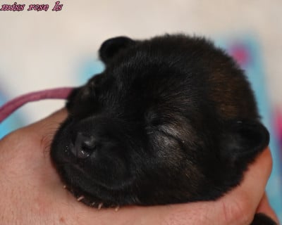 Les chiots de Eurasier