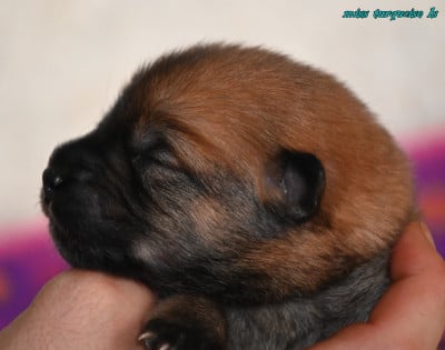 Les chiots de Eurasier