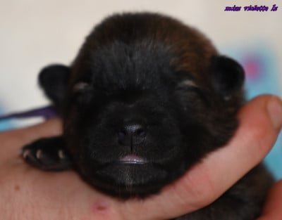 Les chiots de Eurasier
