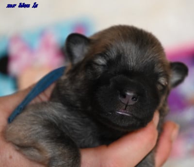 Les chiots de Eurasier