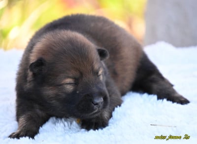 Les chiots de Eurasier