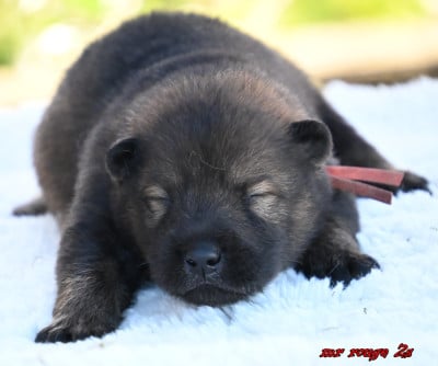 Les chiots de Eurasier