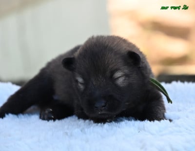 Les chiots de Eurasier