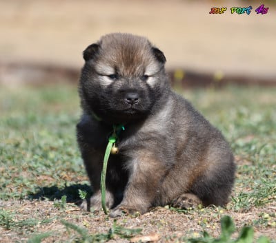 Les chiots de Eurasier
