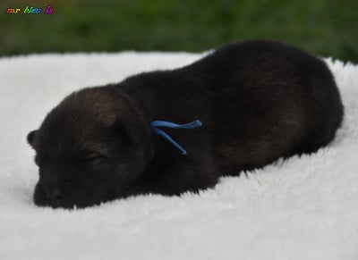 Eurasier