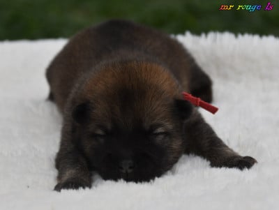 Chiot N°3 - Eurasier