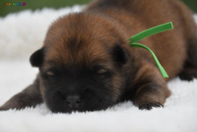 Chiot N°4 - Eurasier