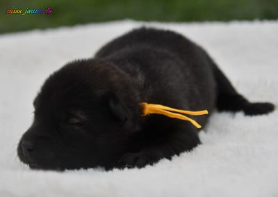Chiot N°5 - Eurasier