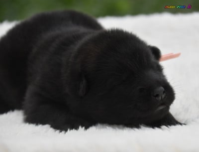 Chiot N°6 - Eurasier