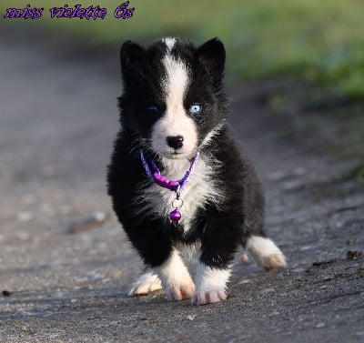 Les chiots de Laika de iakoutie