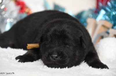 Les chiots de Eurasier