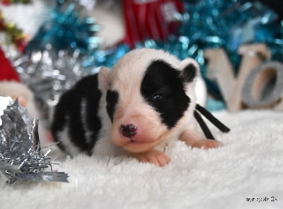 Les chiots de Laika de iakoutie