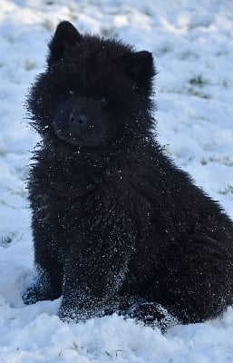 Les chiots de Eurasier