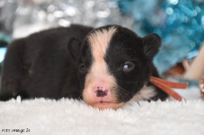 Les chiots de Laika de iakoutie