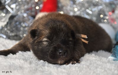 Les chiots de Eurasier