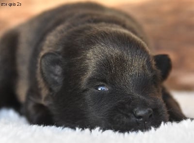 Les chiots de Eurasier