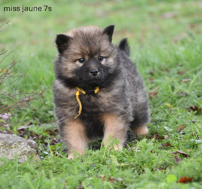 Les chiots de Eurasier